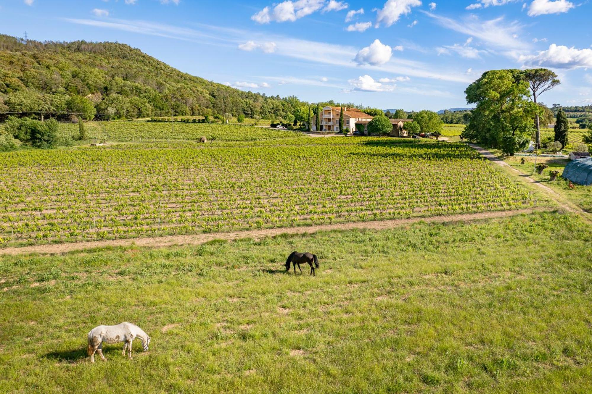 Mimosa Au Milieu Des Vignes - Chateau Les Apies