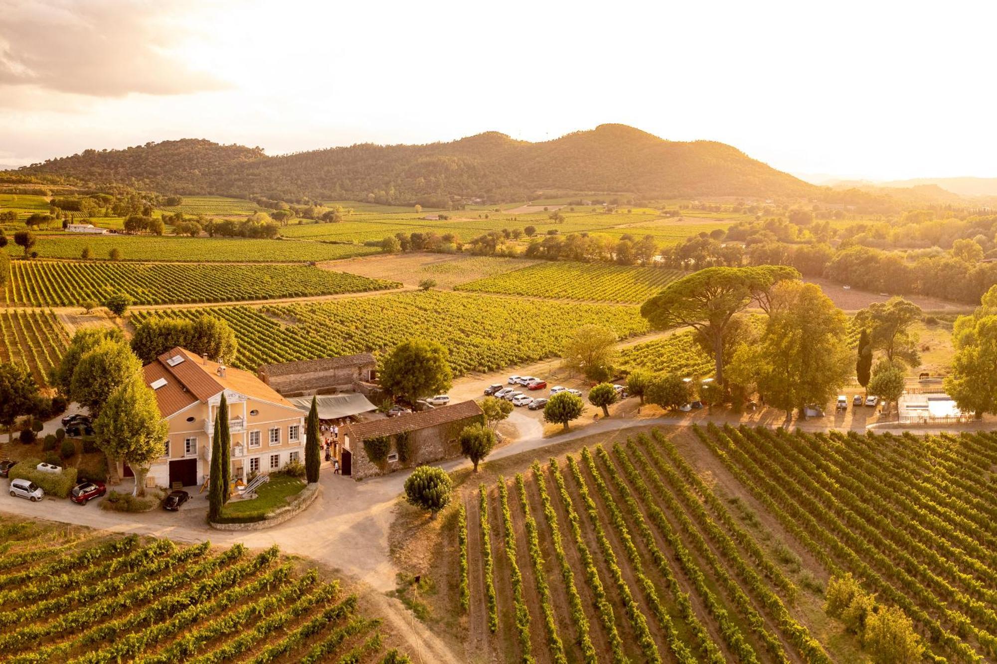 Mimosa Au Milieu Des Vignes - Chateau Les Apies